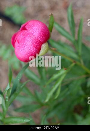 Regentropfen auf rosa Pfingstrosenblüten Stockfoto