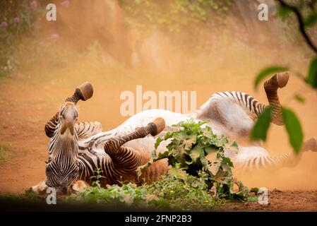 Grevys Zebra entwurmt im Sand Stockfoto