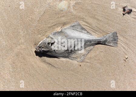 Ein toter Fisch, der am Strand der Ostsee in Polen liegt. Stockfoto