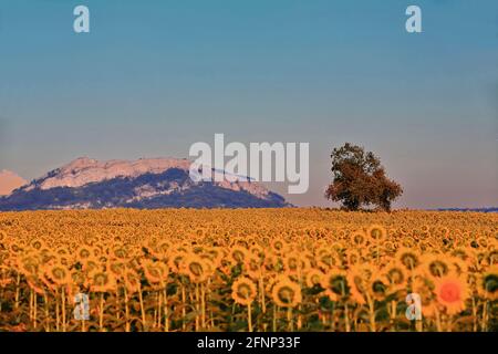 Sonnenblumenfeld unter der Hochsommersonne. Mezkia Dorf-Alava Provinz-Baskenland-Spanien-50 Stockfoto