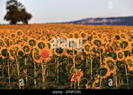 Sonnenblumenfeld unter der Hochsommersonne. Mezkia Dorf-Alava Provinz-Baskenland-Spanien-49 Stockfoto