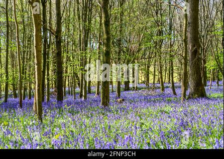 Morgenlicht, das im Wald mit jungen Bäumen und bluebelltem Boden strömt. Walstead, West Sussex, England. Stockfoto