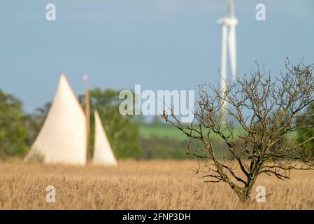 Ein Hobby (Falco subbuteo) in einem Baum mit Segelboot & Windturbine im Hintergrund, Norfolk Stockfoto