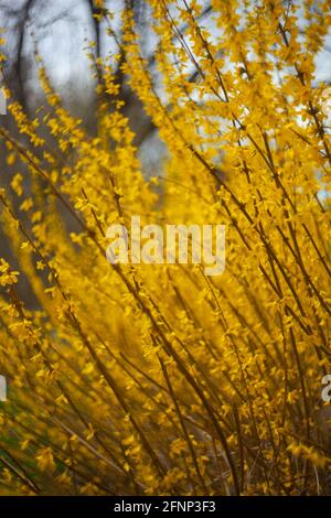 Forsythia in der Frühlingsblüte Stockfoto