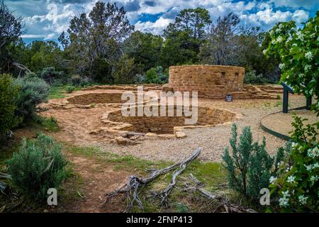 Cedar Tree House im Mesa Verde National Park, Colorado Stockfoto