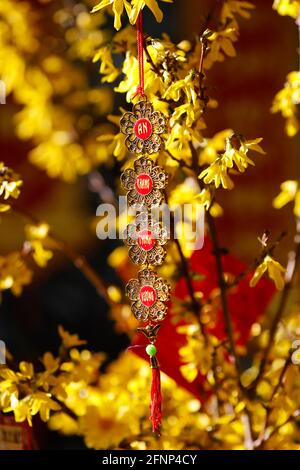 Chinesische Lunar Neujahr ot Tet Dekorationen auf gelbem Baum. Frankreich. Stockfoto