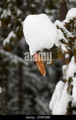 Französische Alpen im Winter. Feuer Baum unter Schnee. Saint-Gervais. Frankreich. Stockfoto