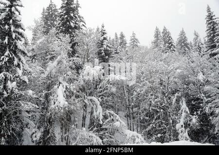 Französische Alpen im Winter. Feuern Sie Bäume unter Schnee. Saint-Gervais. Frankreich. Stockfoto