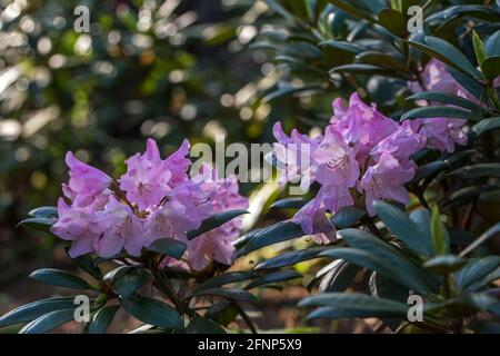 Violetter Rhododendron, üppige Blüte im Kindergarten der Rhododenonen. Stockfoto
