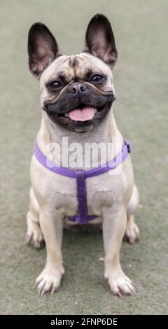 1-jährige Rüdenwelpe, eine Kreuzung zwischen französischer Bulldogge und Pug. Hundepark an der Leine in Nordkalifornien. Stockfoto