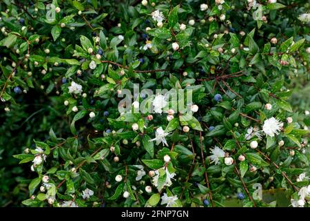 Myrtle in Marubbiu, Sardinien, Italien Stockfoto