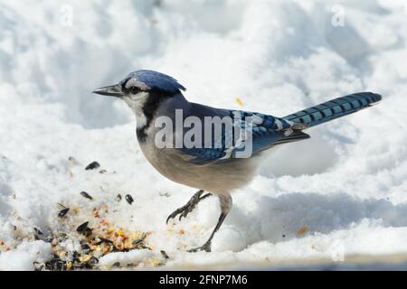 Wunderschöner Blauhäher im Schnee, der an einem sonnigen, aber kalten Wintertag nach Samen zum Essen sucht Stockfoto