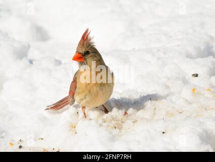 Schöne weibliche Northern Cardinal auf Schnee, auf der Suche nach Samen zu essen, an einem sonnigen Wintertag; mit Kopieplatz Stockfoto