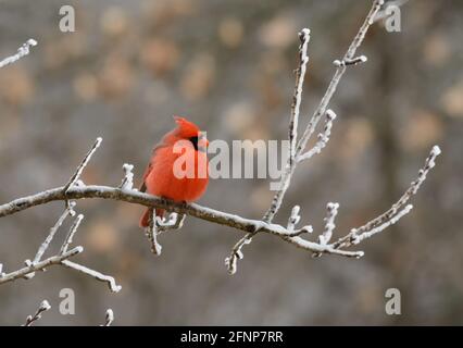 Aufgeschüttelte männliche Nordkardinist, die auf einem Eis sitzt Baum Zweig an einem kalten Wintertag Stockfoto