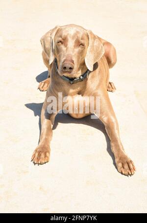 Vorderansicht eines hübschen Weimaraner-Hundes, der sich hinlegt und den Betrachter ansieht; auf einem leichten Betonkissen Stockfoto