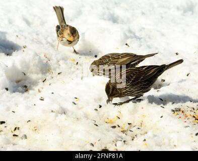 Zwei weibliche Rotflügelvögel, die Samen auf Schnee fressen, mit einem Sperling im Hintergrund; an einem sonnigen Tag Stockfoto