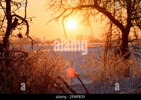 Die Sonne geht an einem sehr kalten Wintermorgen über einem kleinen Hügel auf, hinterleuchtet frostige Sträucher; mit kleinen Sonneneruptionen Stockfoto