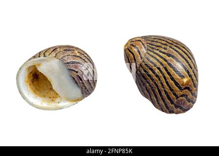 Zebra-Neritina / Flecknerit (Neritina natalensis sp. zebra), Süßwasser-Schnecke, in Ostafrika heimische Gastropoden-Weichtiere vor weißem Hintergrund Stockfoto