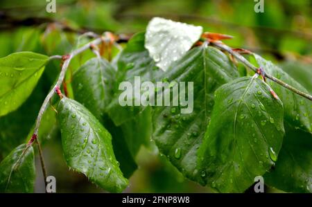 Frische grüne Blätter nach Regen im Frühjahr Stockfoto