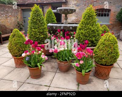 Terrakotta-Pflanzgefäße im Innenhof des Chenies Manor House mit rosa Tulpenbirnen, kleinen Nadelbäumen und Topiary. Stockfoto