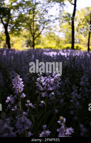 Blühende Bluebells werden am 15. Mai 2021 im Brooklyn Botanic Garden in Brooklyn, New York, gesehen. Stockfoto