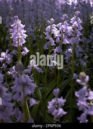 Blühende Bluebells werden am 15. Mai 2021 im Brooklyn Botanic Garden in Brooklyn, New York, gesehen. Stockfoto