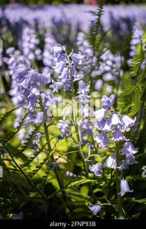 Blühende Bluebells werden am 15. Mai 2021 im Brooklyn Botanic Garden in Brooklyn, New York, gesehen. Stockfoto