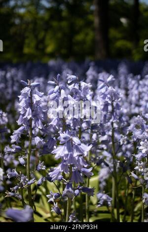 Blühende Bluebells werden am 15. Mai 2021 im Brooklyn Botanic Garden in Brooklyn, New York, gesehen. Stockfoto