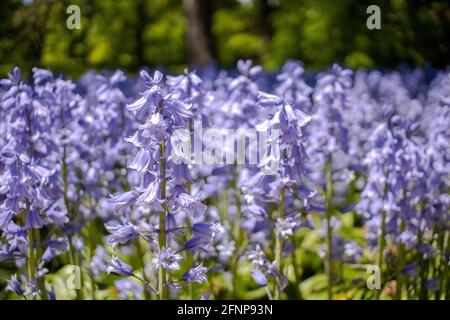 Blühende Bluebells werden am 15. Mai 2021 im Brooklyn Botanic Garden in Brooklyn, New York, gesehen. Stockfoto