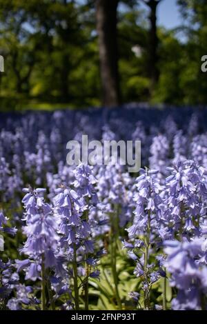 Blühende Bluebells werden am 15. Mai 2021 im Brooklyn Botanic Garden in Brooklyn, New York, gesehen. Stockfoto