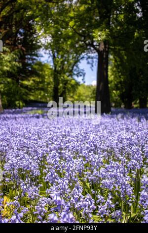 Blühende Bluebells werden am 15. Mai 2021 im Brooklyn Botanic Garden in Brooklyn, New York, gesehen. Stockfoto