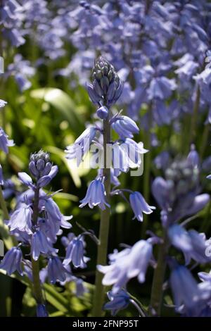 Blühende Bluebells werden am 15. Mai 2021 im Brooklyn Botanic Garden in Brooklyn, New York, gesehen. Stockfoto