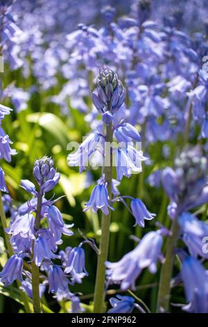 Blühende Bluebells werden am 15. Mai 2021 im Brooklyn Botanic Garden in Brooklyn, New York, gesehen. Stockfoto