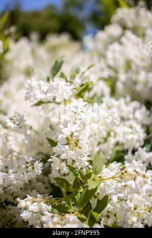 Weiße Blumen blühen am 15. Mai 2021 im Brooklyn Botanic Garden in Brooklyn, New York. Stockfoto