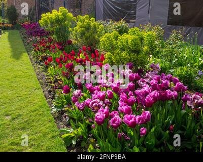 Tulpenarten Tulipa 'Louvre' Tulipa 'Abigail' Tulipa 'Couleur Cardinal' malvenrote, violette und dunkelrote Blüten in Chenies versunkenen Garten in Sonnenschein. Stockfoto