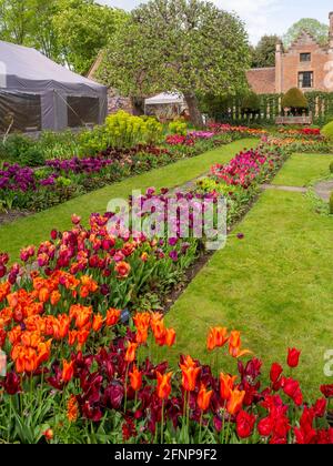 Chenies Manor versunkener Garten im Mai mit bunten Sorten von orange, lila und roten Tulpen in voller Blüte. Stockfoto