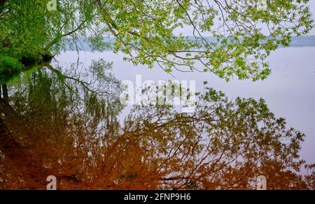 Laub am Flussufer des Frühlings im Stadtpark Keguma, Kegums, Lettland Stockfoto