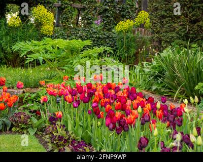 Chenies Manor versunkener Garten im Mai mit bunten Sorten von orange, lila und roten Tulpen in voller Blüte. Stockfoto