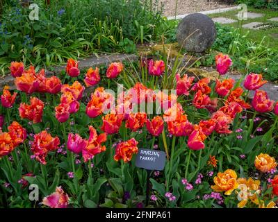 Tulipa 'Amazing Papagei' in einer Ecke von Chenies Manor versunken Garten im Mai 2021 Stockfoto