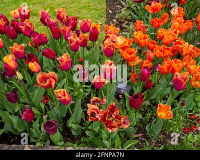 Chenies Manor versunken Garten im Mai mit bunten Sorten von orange, lila und roten Tulpen in Blüte.Tulipa 'Annie Shilder', 'Bastogne', 'Ballerina'. Stockfoto