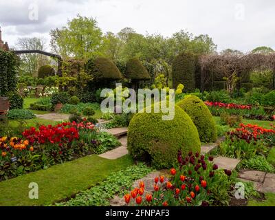 Chenies Manor versunkener Garten im Mai mit bunten Sorten von orange, lila und roten Tulpen in voller Blüte. Stockfoto