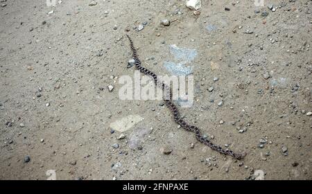 Eine Bullnatter erwärmt sich auf einer Landstraße im Osten Washingtons. Bullsnakes (Pituophis catenifer sayi) ist eine der größten Schlangenarten in Nord-A Stockfoto