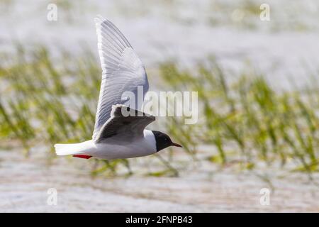 Kleine Möwe, Larus minutus, einjähriger Vogel im Brutgefieder im Flug über Wasser mit Vegetation, Umea, Schweden Stockfoto