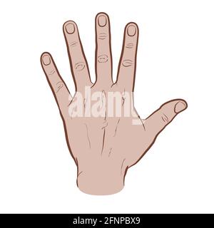 Die Rückseite der Hand, farbige Version. Flache Vektorzeichnung isoliert auf weißem Hintergrund, EPS 8. Stock Vektor