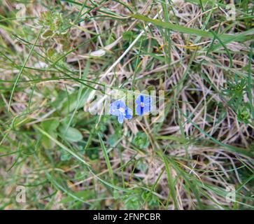 Germander Speedwell (Veronica chamaedrys) Auch bekannt als Bird's Eye wegen der sehr ziemlich hell Blaue Blüten mit einem weißen Auge umrandet mit lila Stockfoto