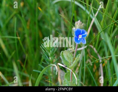 Germander Speedwell (Veronica chamaedrys) Auch bekannt als Bird's Eye wegen der sehr ziemlich hell Blaue Blüten mit einem weißen Auge umrandet mit lila Stockfoto