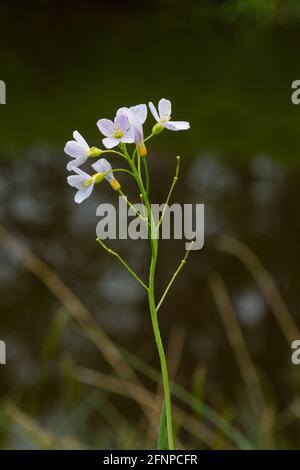 Nahaufnahme einer hellviolett-rosa Kuckuckblume, im Hintergrund dunkles Wasser Stockfoto