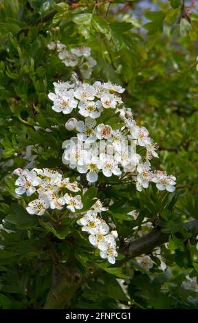 Schöne weiße Blüten von eingesämtem Weißdorn im Frühling Stockfoto