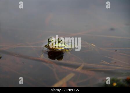 Grüner Frosch, wahrscheinlich ein Marschfrosch oder Poolfrosch, der in einem Teich schwimmend ist Stockfoto