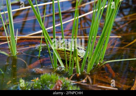 Grüner Frosch, wahrscheinlich ein Marschfrosch oder ein Poolfrosch, der sich zwischen den Seggen versteckt Stockfoto